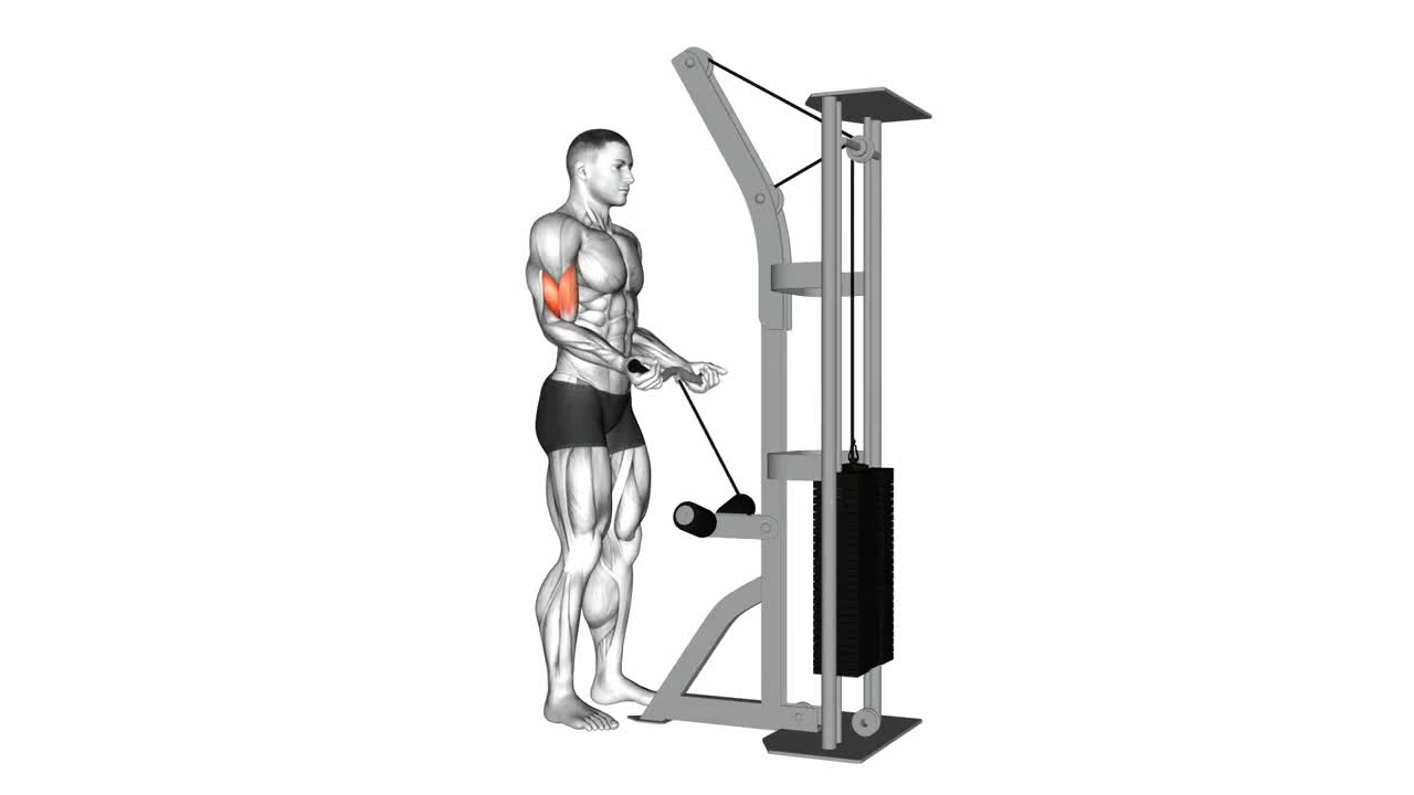 Cable Bicep Curl Bar form demonstration