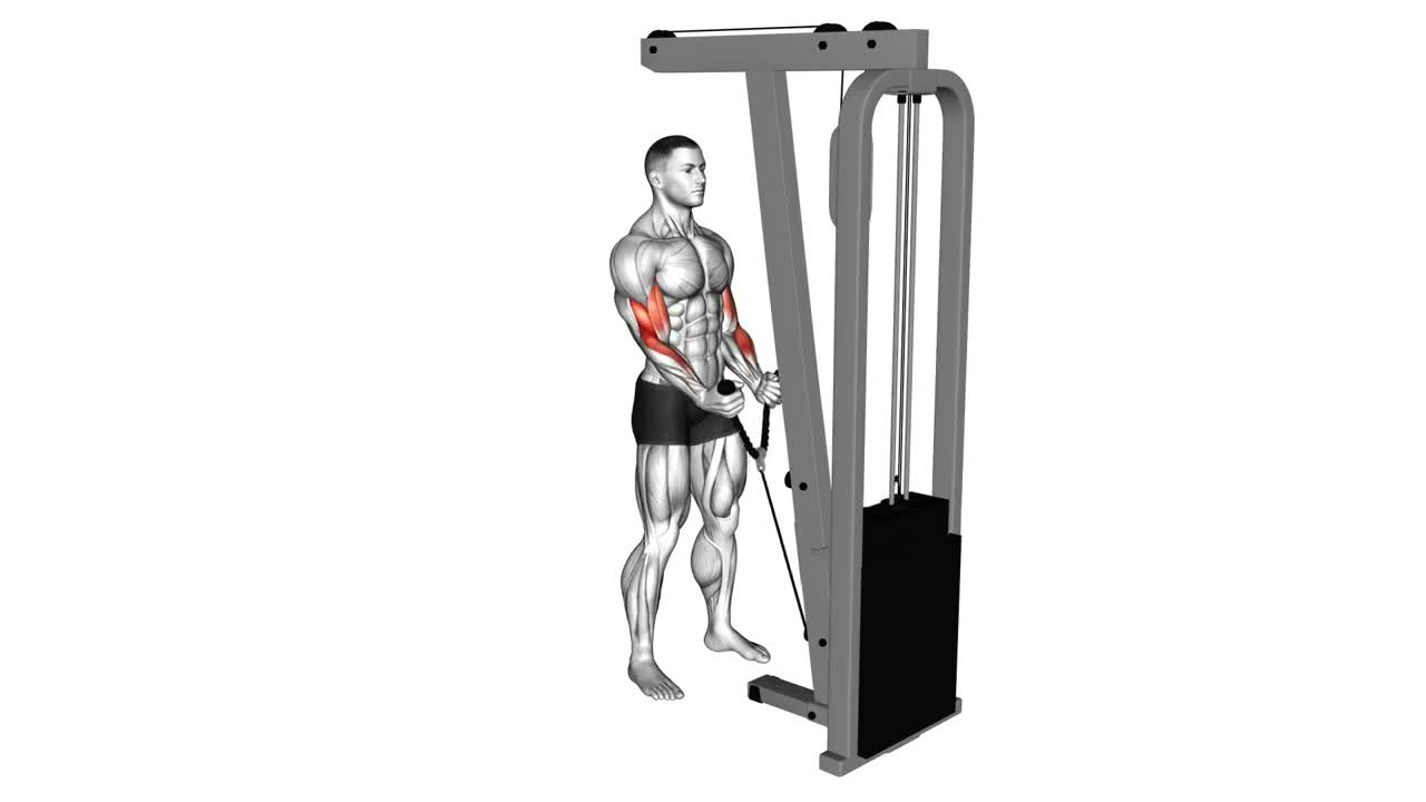 Cable Bicep Curl Rope form demonstration