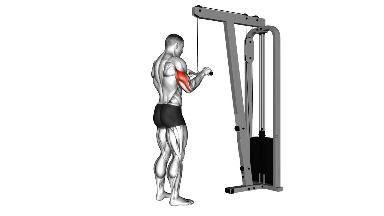 Cable Tricep Pushdown Bar form demonstration