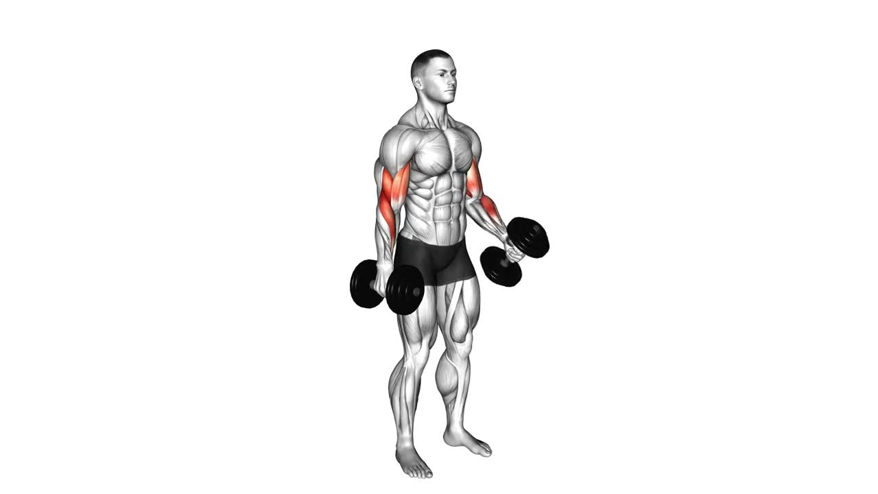 Dumbbell Bicep Curl form demonstration