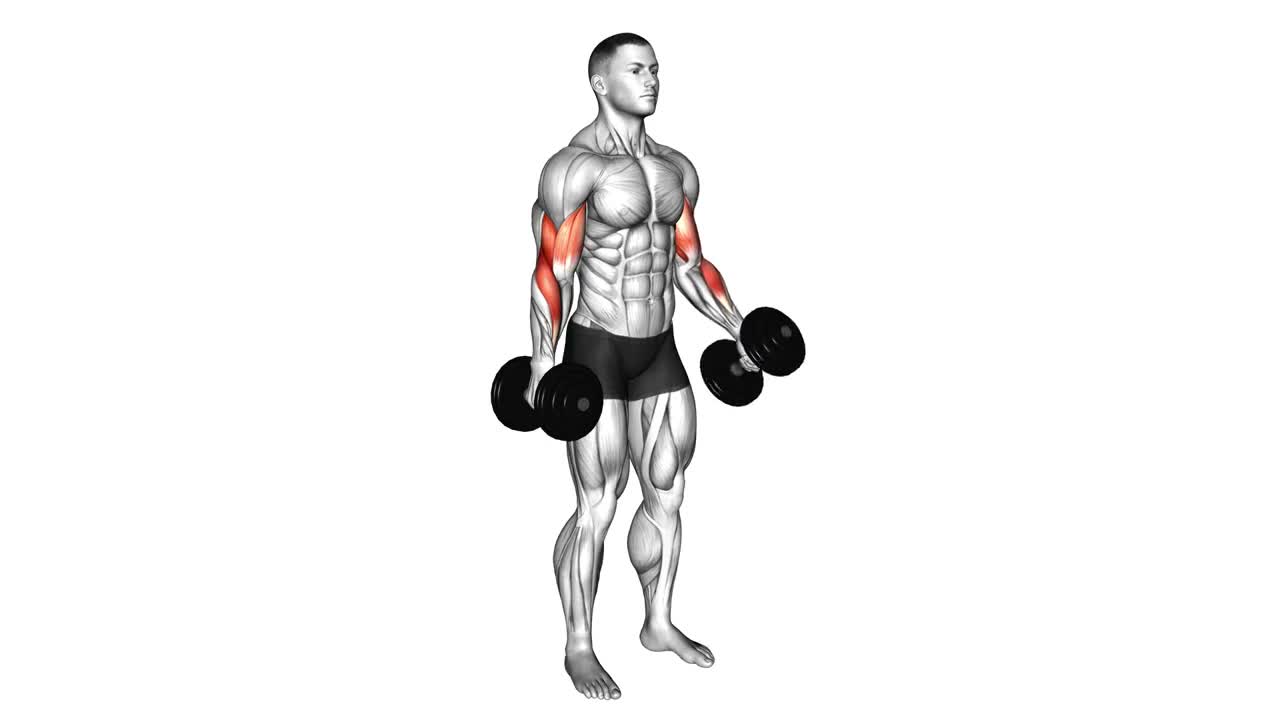 Dumbbell Hammer Curl form demonstration